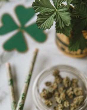 Cannabis with plant